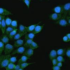 Anti-EGFR VHH antibody - Size (µg) 50